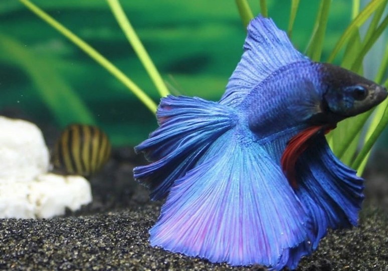 Purple and Blue Betta Fish with snail in background