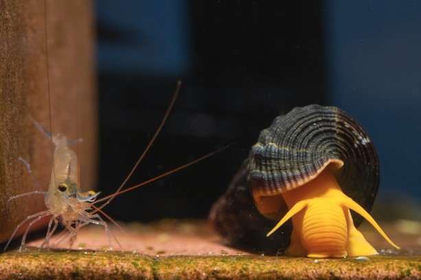 Shrimp and Snail in Tank. Snail close,  possibly snail attacking shrimp due to size difference. 