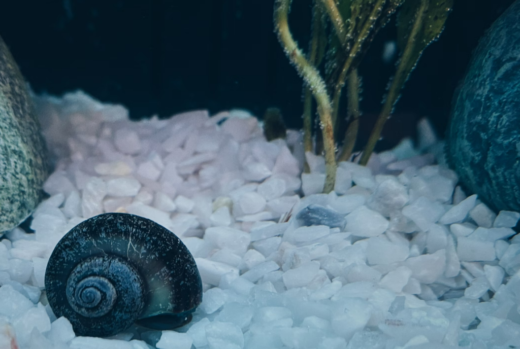 black snail on white rocks in tank