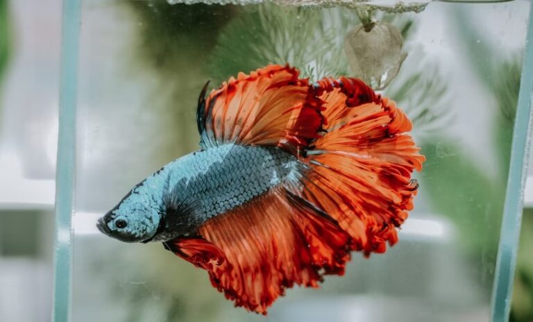 Image showcasing 7 Best Snails for Betta Tanks - Snail Might