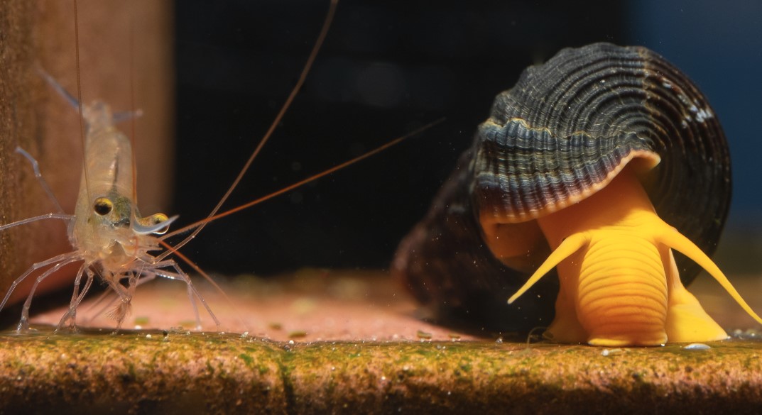 Assassin snail and shrimp in tank