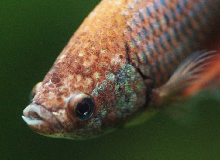 Brown colored Betta fish, close up of face with big eyes