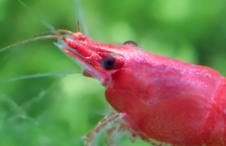 Close up of a red cherry shrimp face