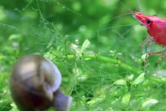Close up of cherry shrimp making its way to the snail