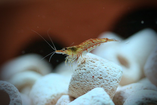 Cherry Shrimp sitting on white rock in tank