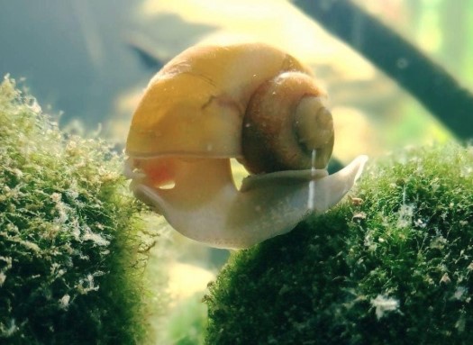 Mystery Snails demonstrating its compatibility with the best snail for small betta tank list.
