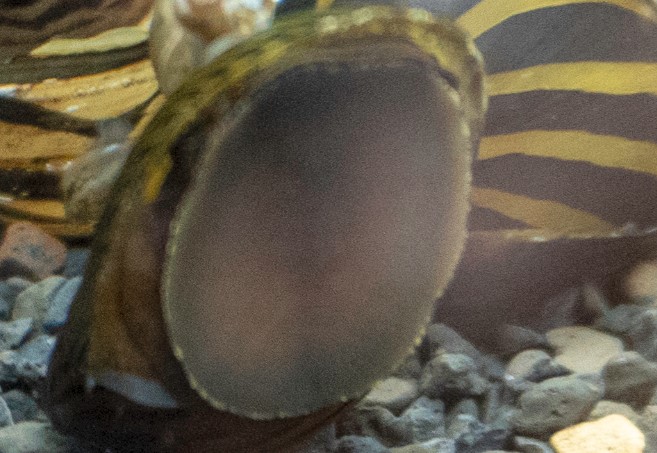 Nerite snail in betta tank up against tank wall