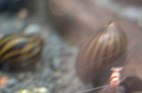 Two Nerite Snails with Shrimp in background 