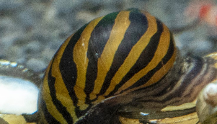 Nerite snails with betta in tank