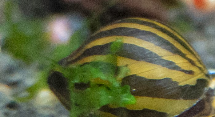Netire Snail in tank with green grass next to shell