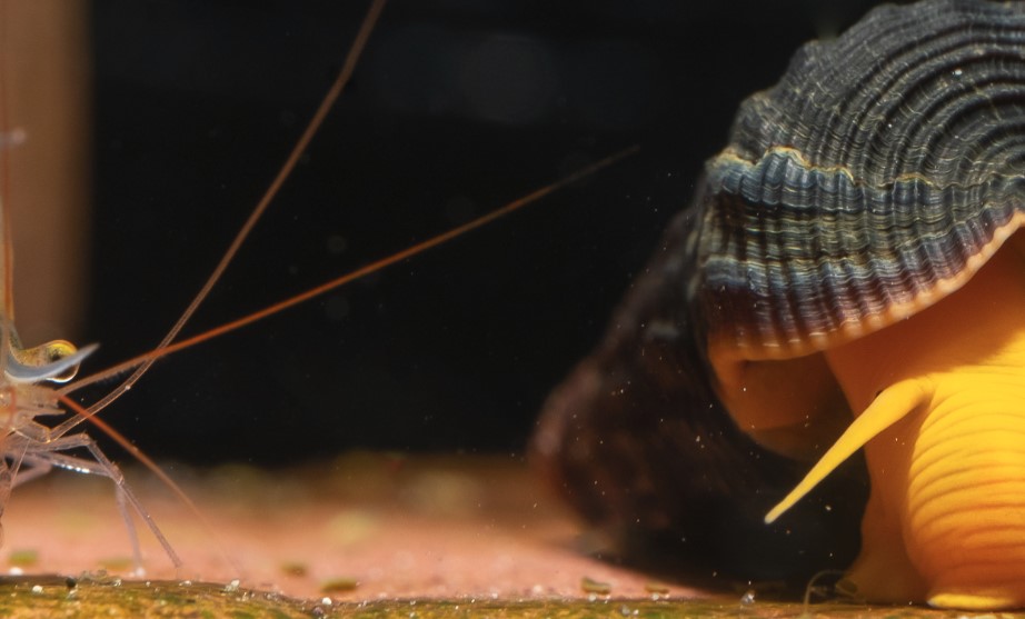 Snail and Shrimp in tank