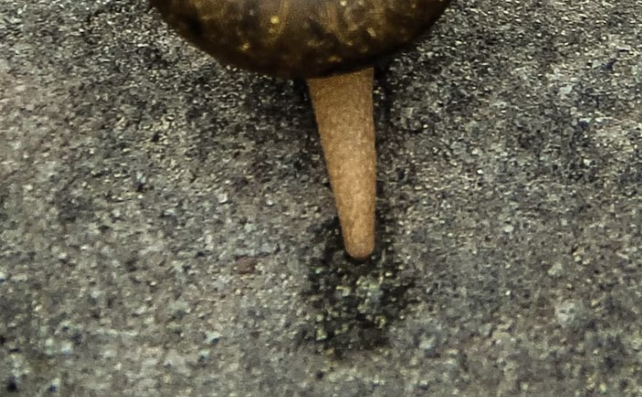 Back end of snail and tail with a small amount of snail poop visible