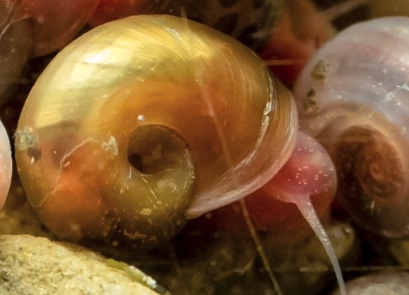 Snail in tank close up, clear shell