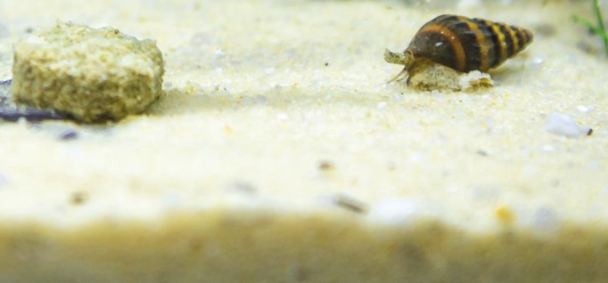 Assassin snail moving through a tank