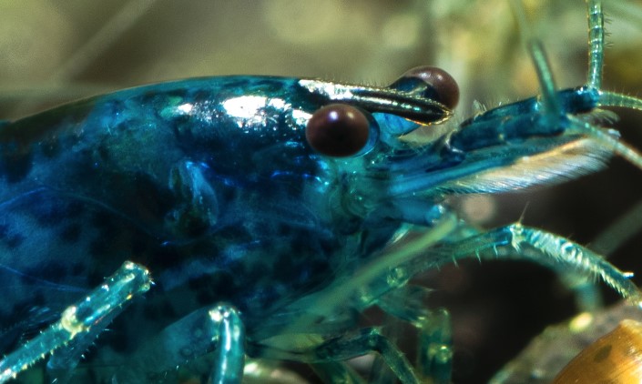 Close up of Blue Diamond Shrimp face