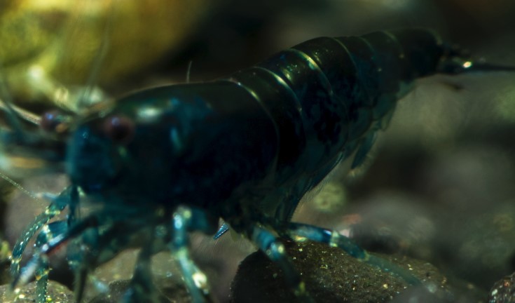 Nice shot of a blue diamond shrimp in a tank