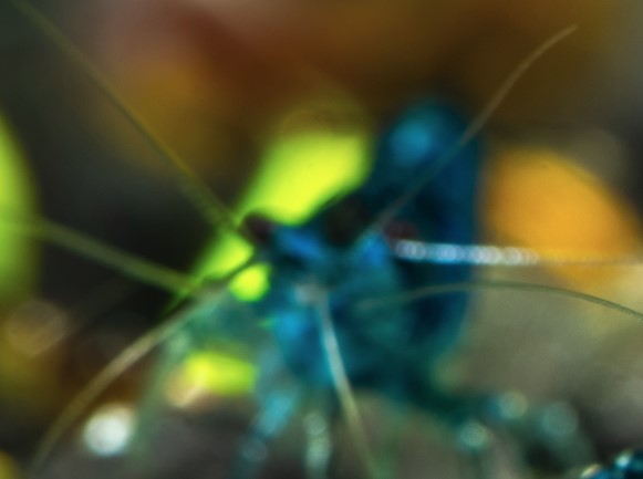Blue Diamond Shrimp in tank blurred photo