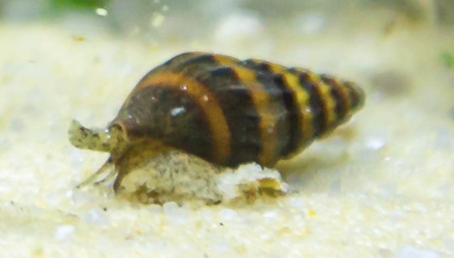 Mystery Snail on tank floor