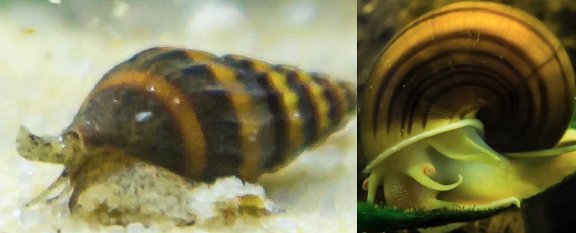 Mystery Snail and Assassin Snail together in same group