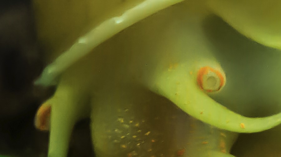 Close up of Mystery Snail face