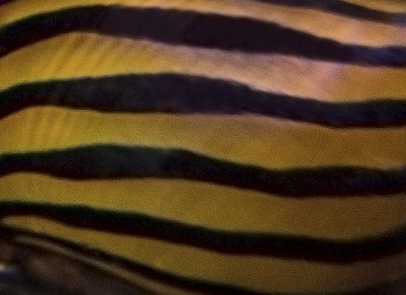 Nerite Snail Zebra Colors