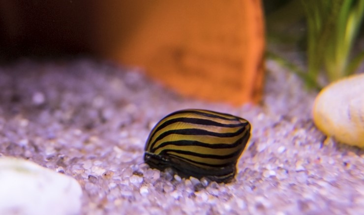 Large Nerite snail in tank on purple rocks