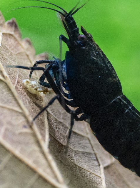 black shrimp on leaf in tank