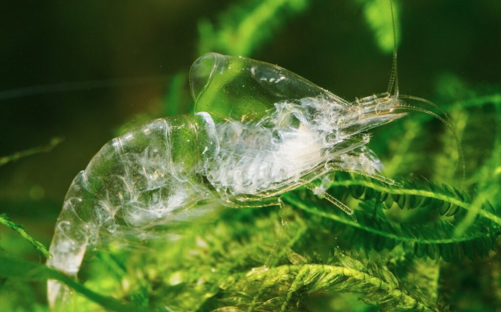 shrimp molting in fresh water tank